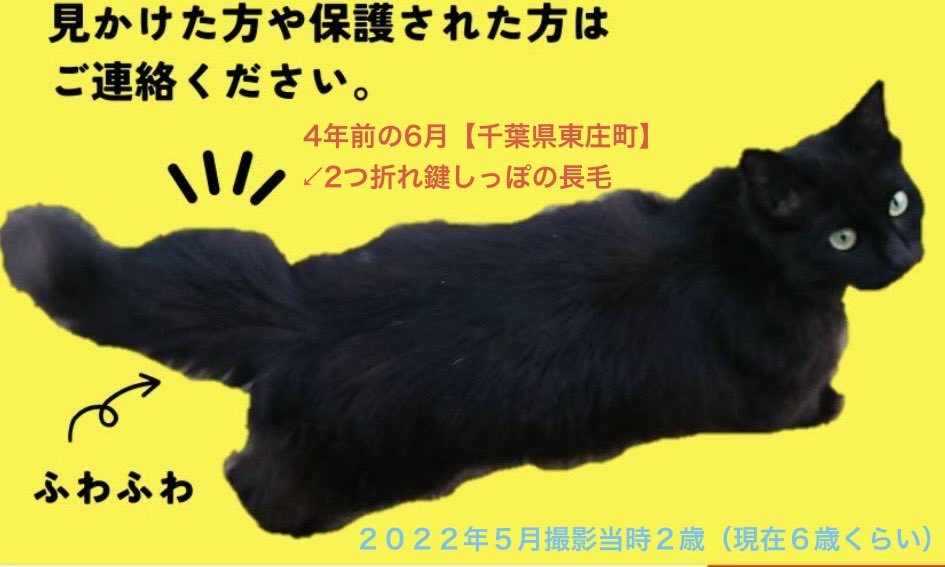 【千葉県東庄町で４年前の6月から探しています】
● 2つに折れた鍵しっぽの長毛黒猫。避妊済みのメス

保護してくださった方、お心当たりが少しでもある方
どうかお声掛けください🙇

香取郡・香取市・旭市・銚子市・神栖市近隣
#東庄町 #保護猫

詳しい特徴は↓の引用元をご覧ください