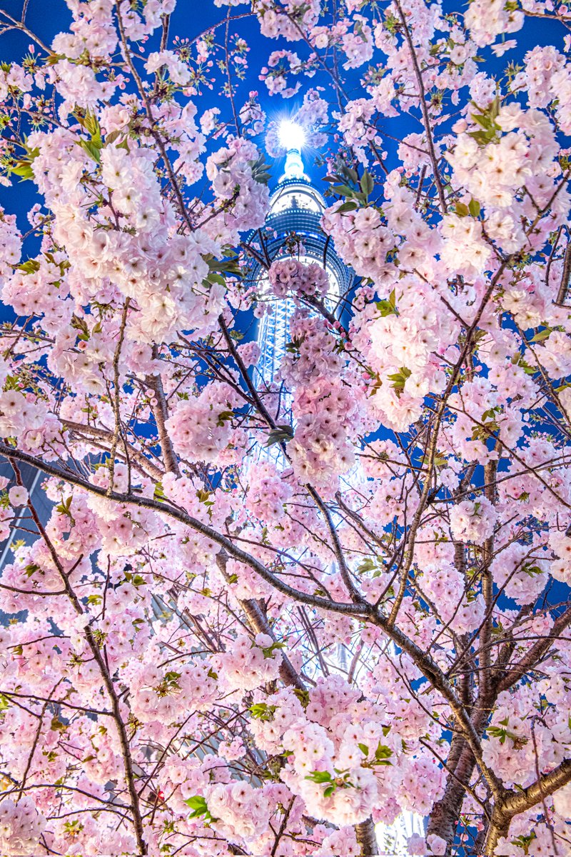 ハスカップ07 tweet media