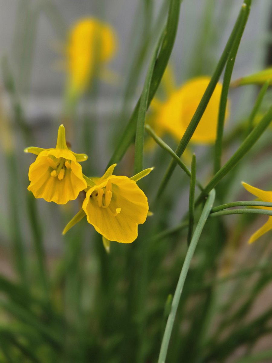 _ginryu_'s tweet photo. お花～🌼

雑草も混ざっとります🤣

#flowers 
#名前は
#わからん https://t.co/UZPVfFpWAp
