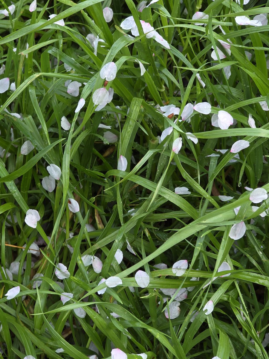 HITOE🍀Y tweet media