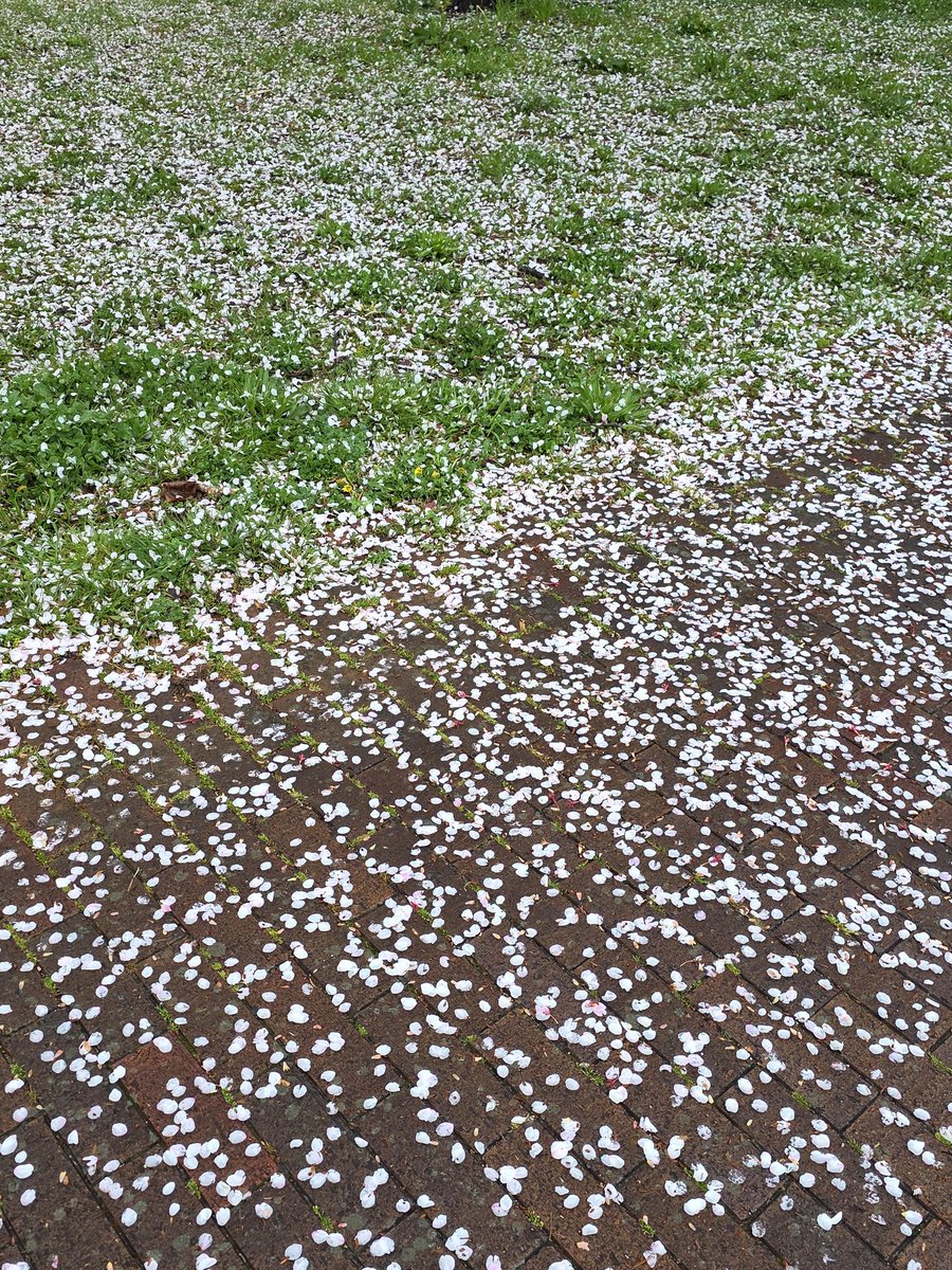 HITOE🍀Y tweet media