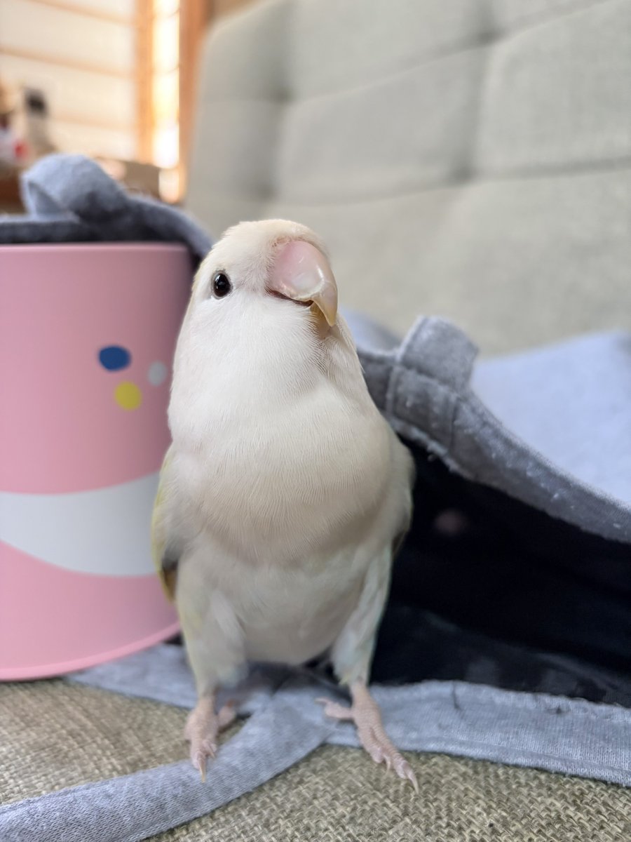 shilver2020's tweet photo. 今日のモモヒキ

 #コザクラインコ
 #インコ https://t.co/dGuIhqegAB