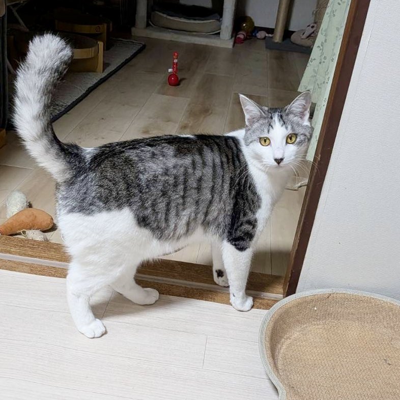 陽だまり猫の会－東京都あきる野市－ tweet media