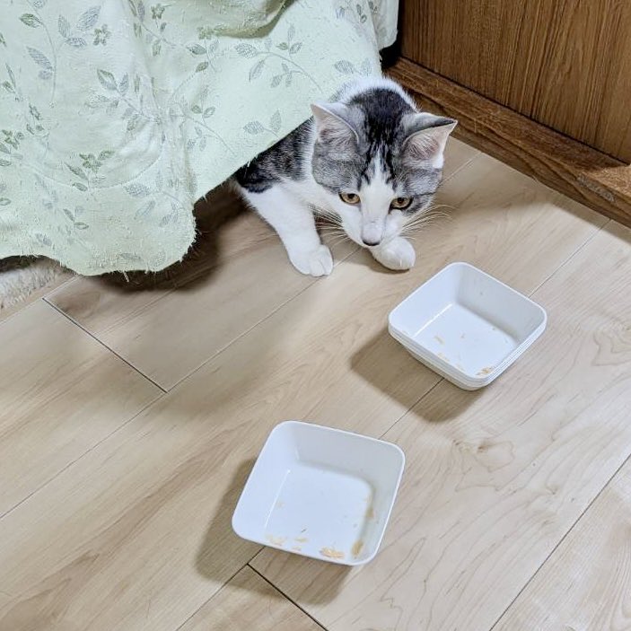 陽だまり猫の会－東京都あきる野市－ tweet media