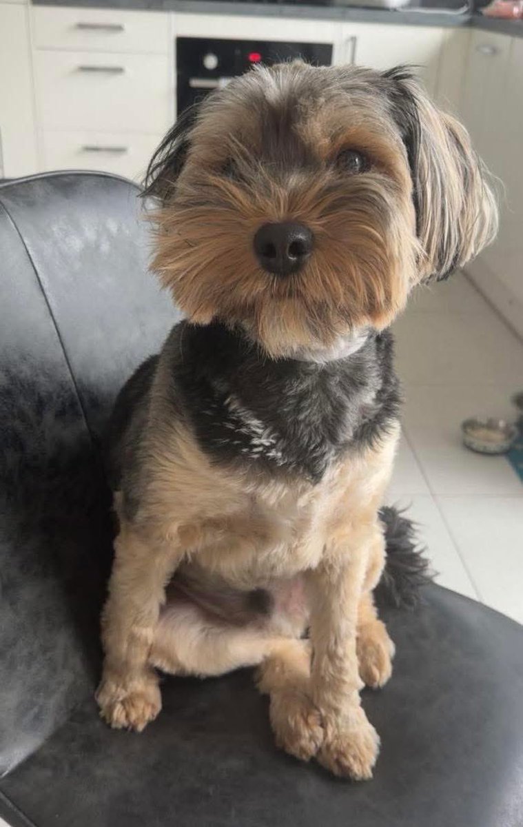 Geo is a beautiful 2 year old male Yorkie cross. He is available and looking for a new home as his owner is unable to care for him anymore due to their own personal reasons. 

Geo is chipped and neutered. He is also up to date with his vaccinations. 
Geo would be best in a home