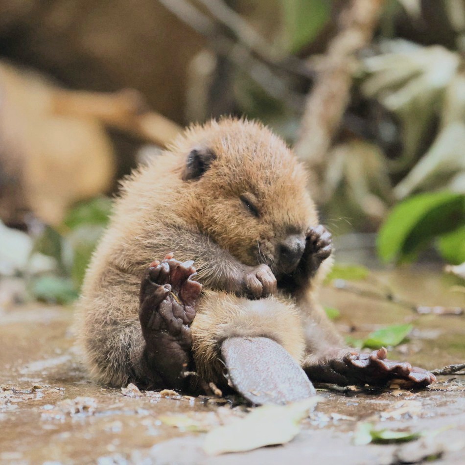 やまこじ tweet media