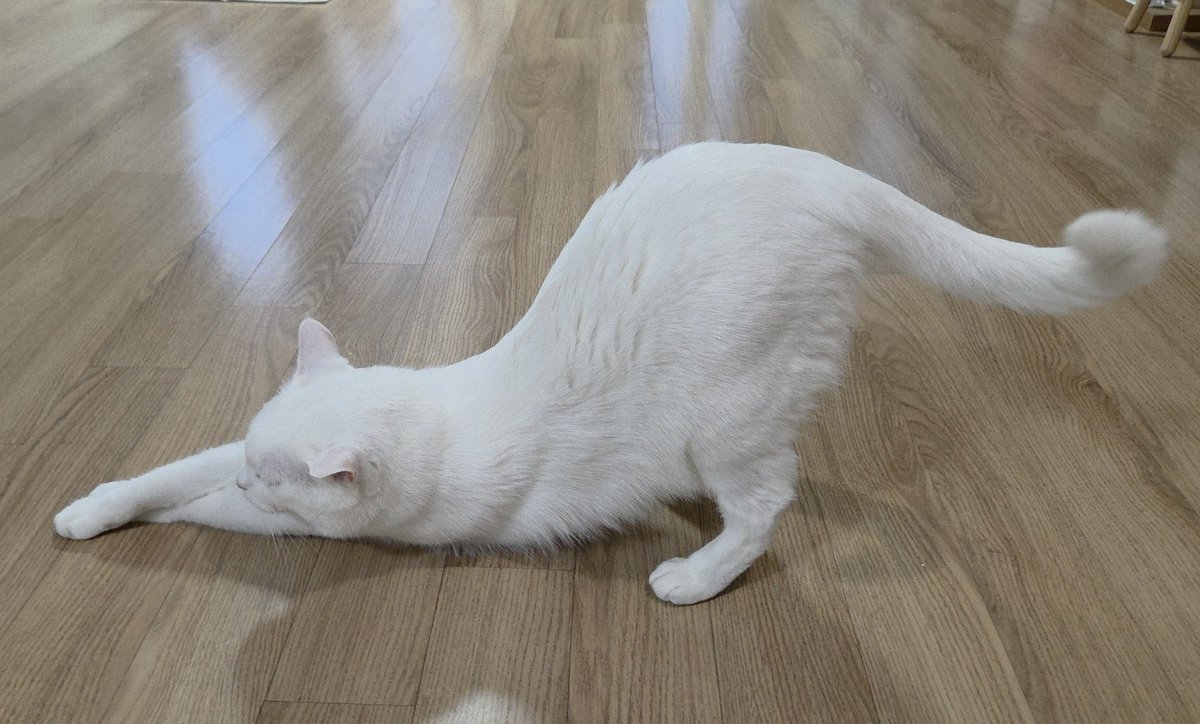 미닝이네 랑이🩷 tweet media