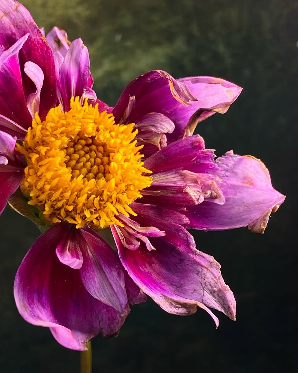 Julie LV (@1staj) on Twitter photo 