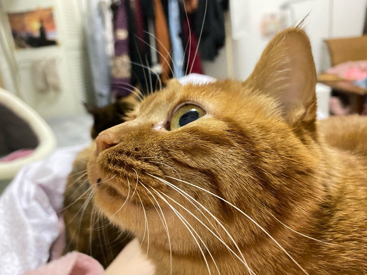 YoungMiss tweet media