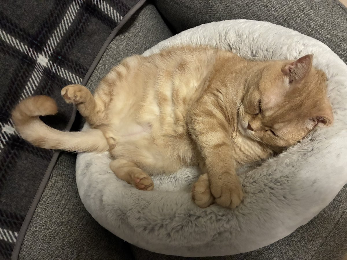 はぐれめちゃ tweet media