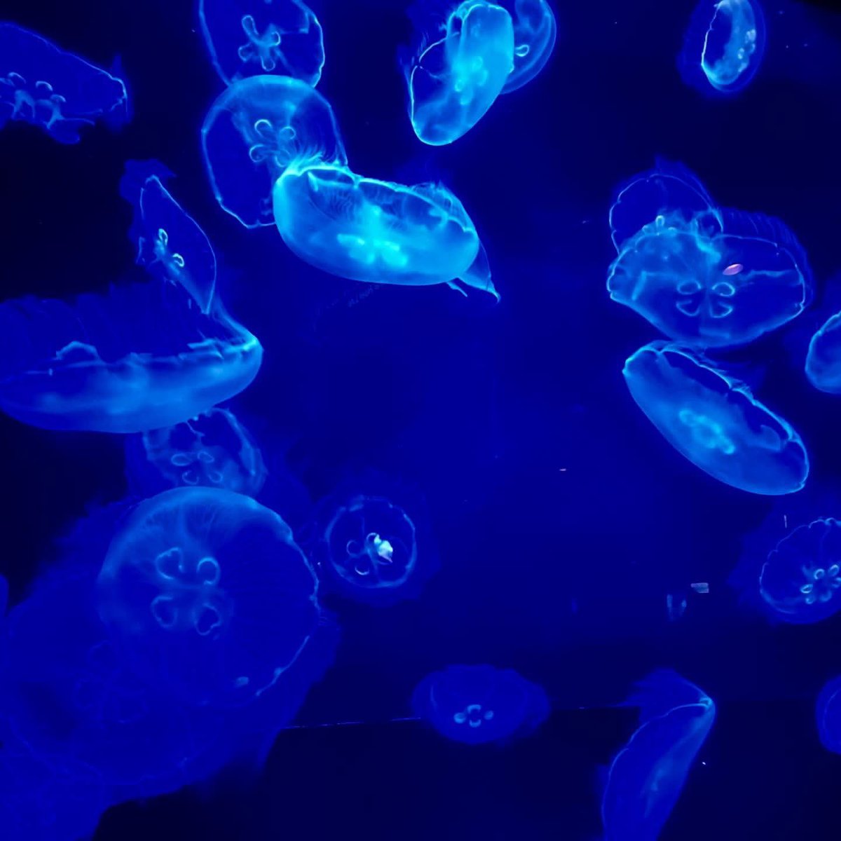 연호랑 tweet media