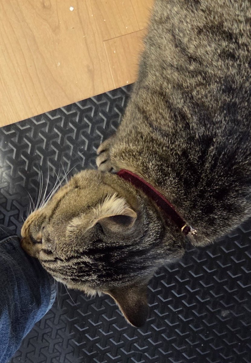 紫月.ゲーム実況★犬猫様の下僕Ｖチューバー tweet media