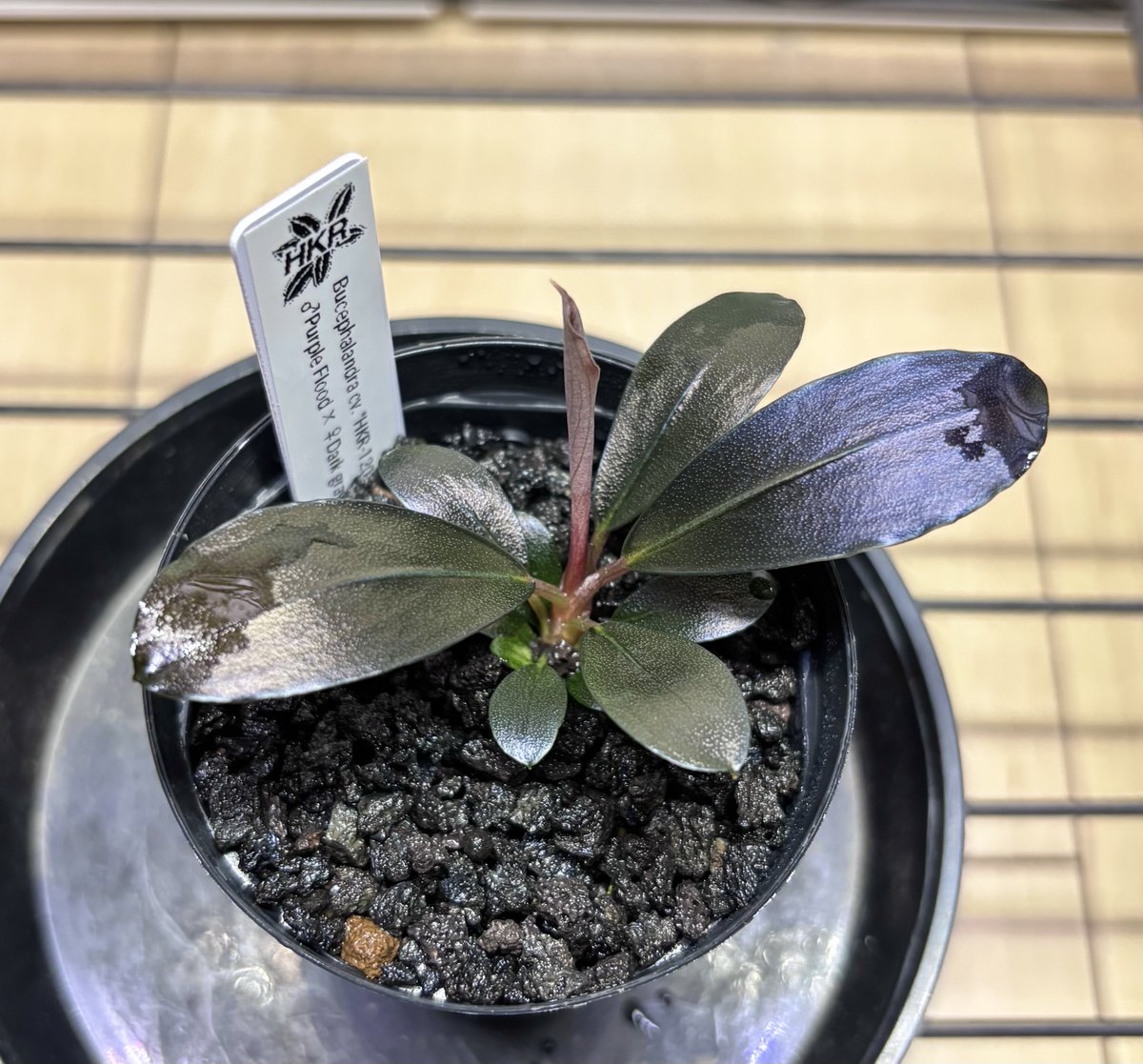 みんと🦐🌱 tweet media