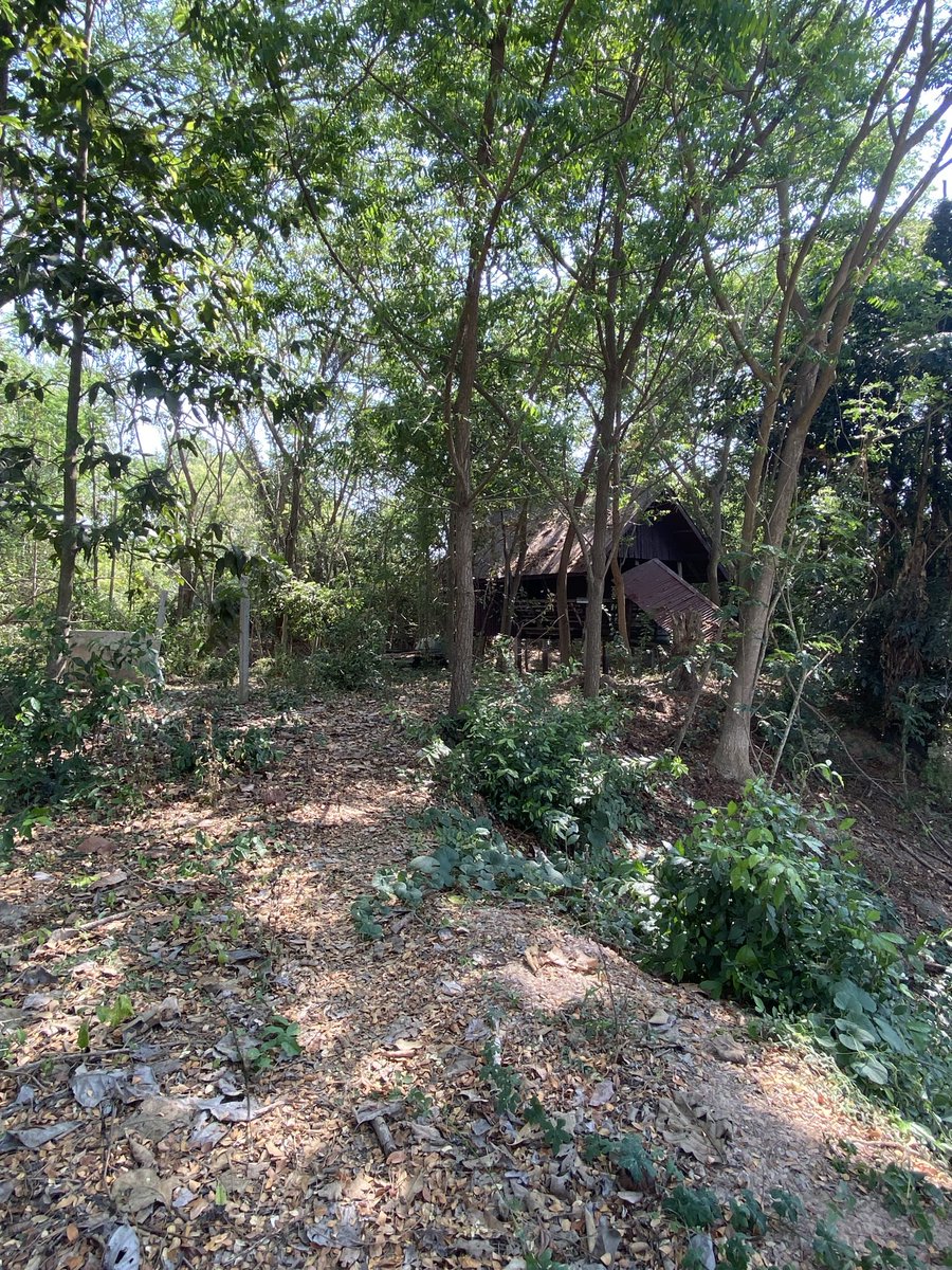 🐯มึนที่แปลว่ากวนตรีน tweet media