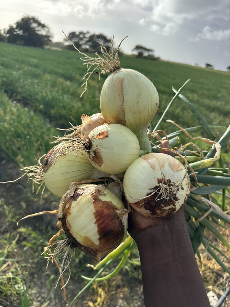 The Harvest Garden tweet media