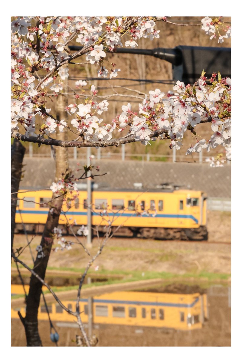 OTYADUKE_com's tweet photo. 咲くのも散るのも早かったですね… https://t.co/M9BLAn6RrH