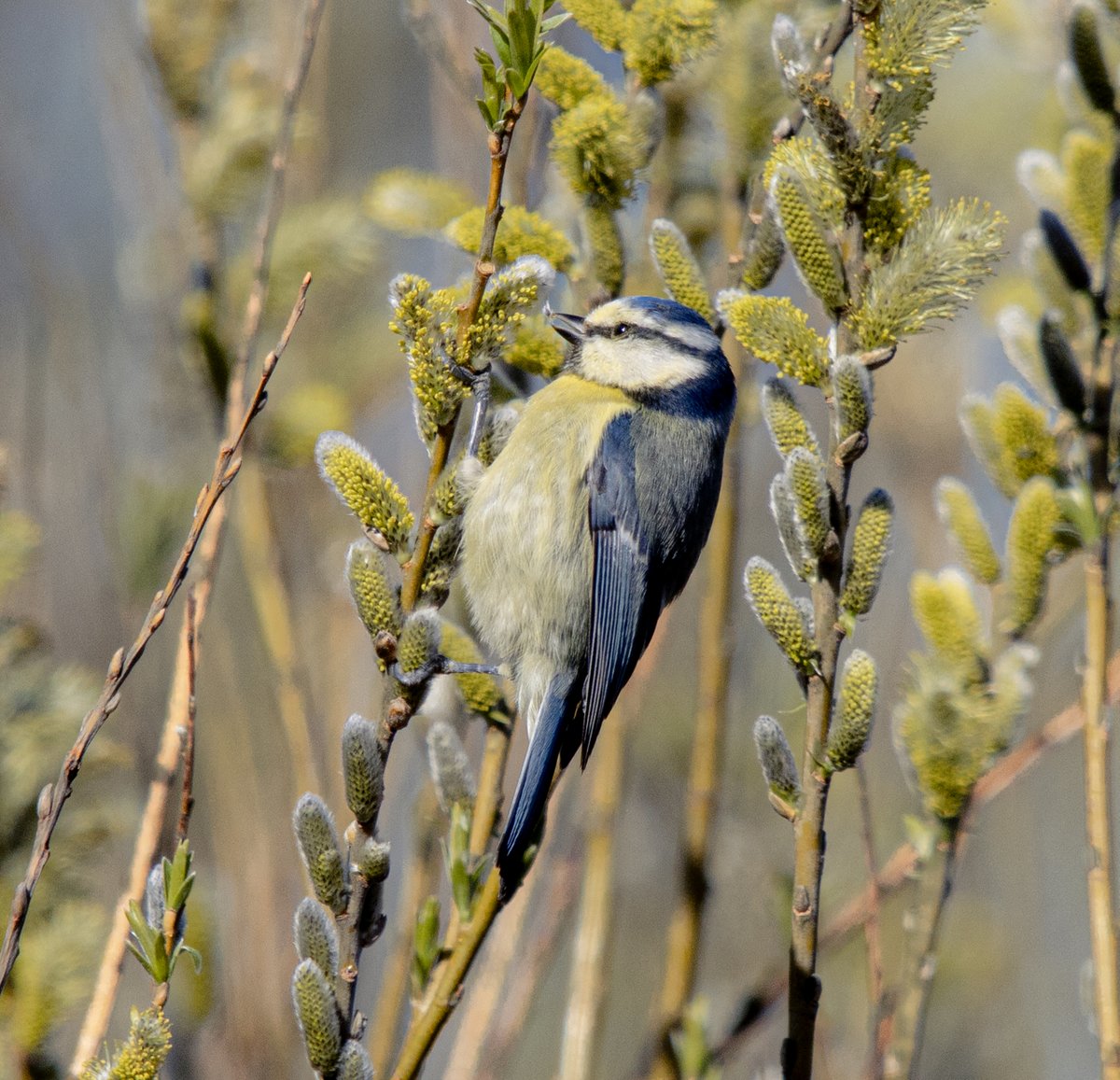 PDKimages tweet media