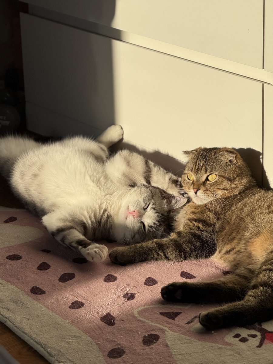 алёшкина любовь tweet media