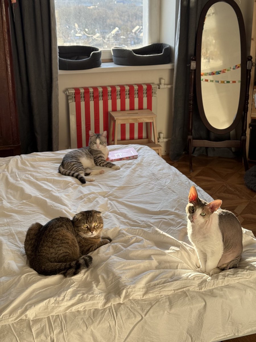 алёшкина любовь tweet media