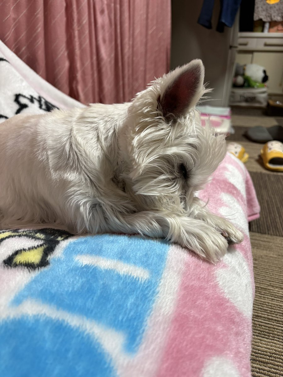 aymfish's tweet photo. 寝相可愛いなー。 https://t.co/PmYuTZDKIk