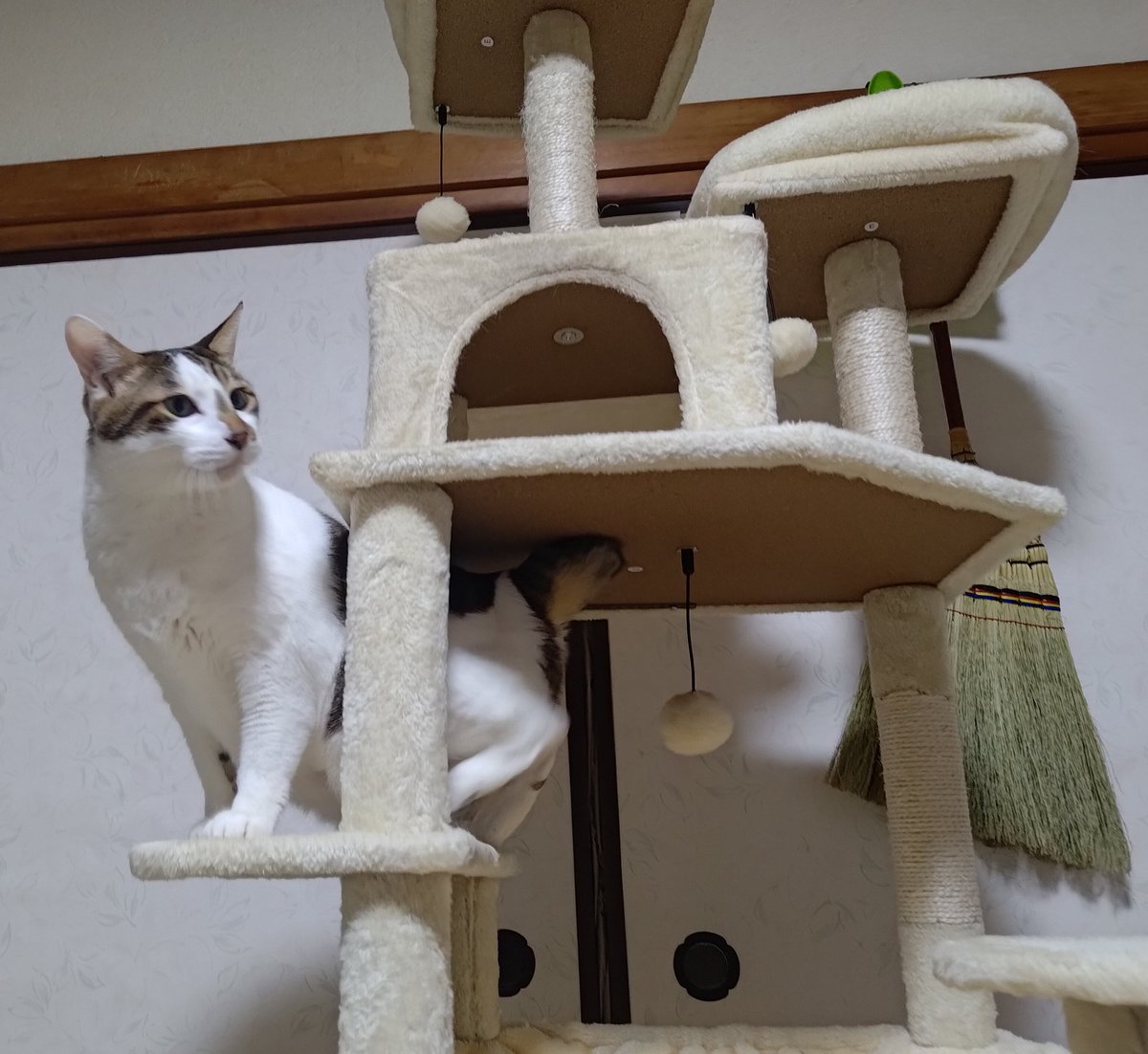 だるやま Daruyama だるお Daruo tweet media