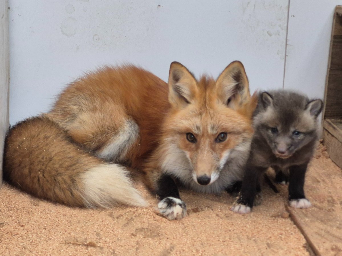 宮城蔵王キツネ村(公式)🦊 tweet media