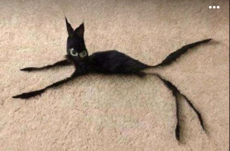 themejicanitoxd tweet media