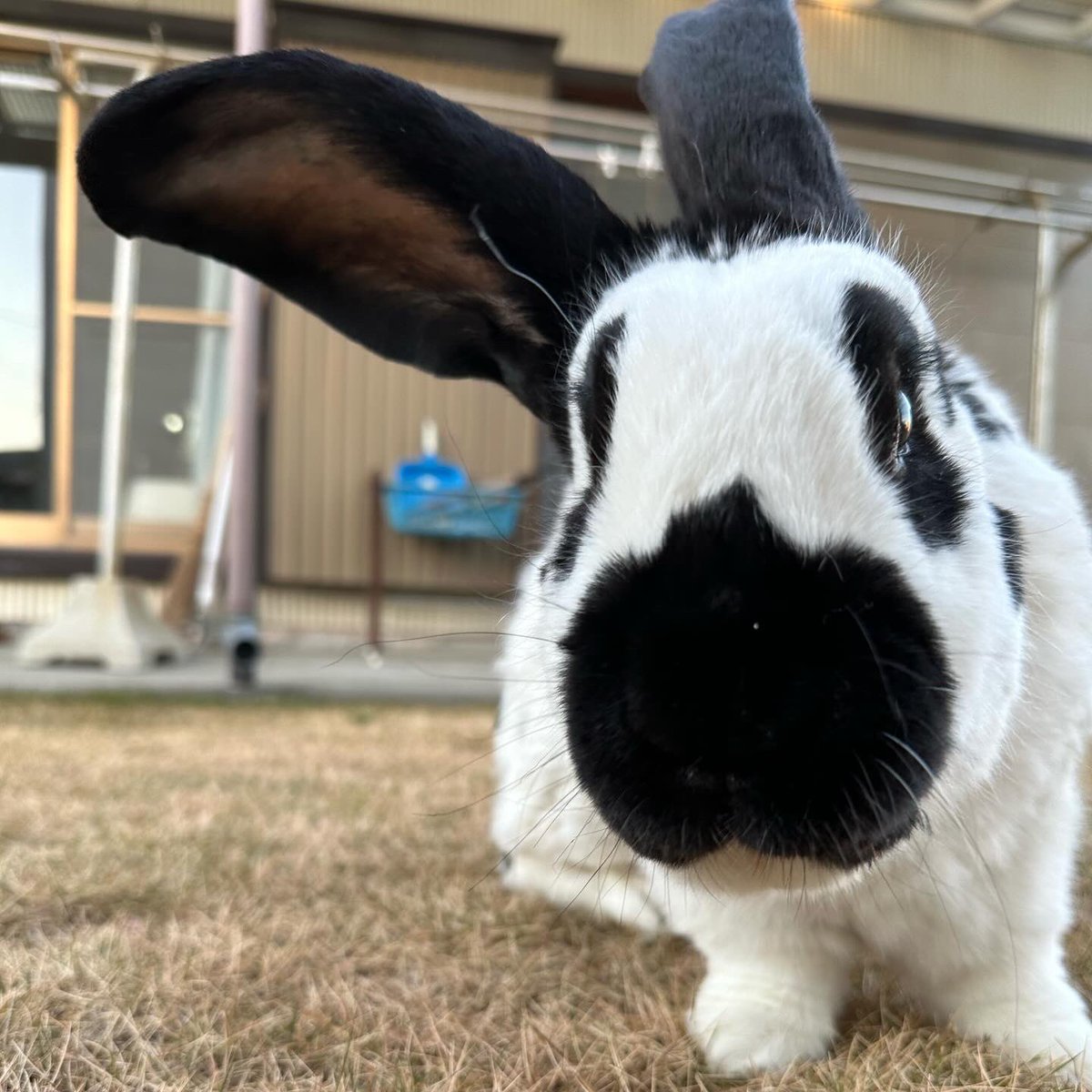 今日はうに君の3回忌でした。
午前中、お寺で法要をしていただきました。
あれから2年。
今はむぎ君のおかげで、おうちは明るく楽しいです。
うに君もきっと安心して見守ってくれてるでしょう。
わたしがそっちにいくまで待っててね☺️