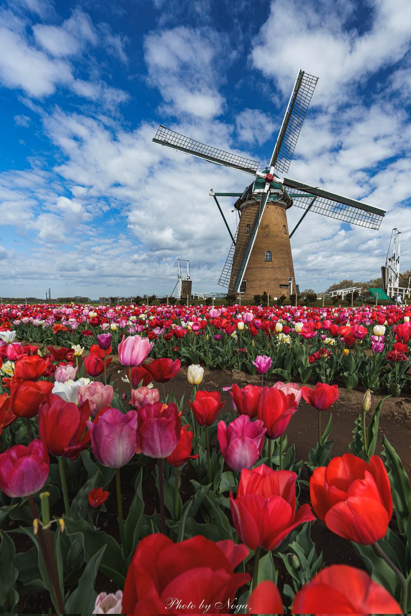 noga_photo_'s tweet image. 千葉のもう一つのチューリップの楽園🌷

青空とチューリップのカラーコントラストが美しかった😊
#佐倉ふるさと広場
#sonyalpha
#これソニーで撮りました