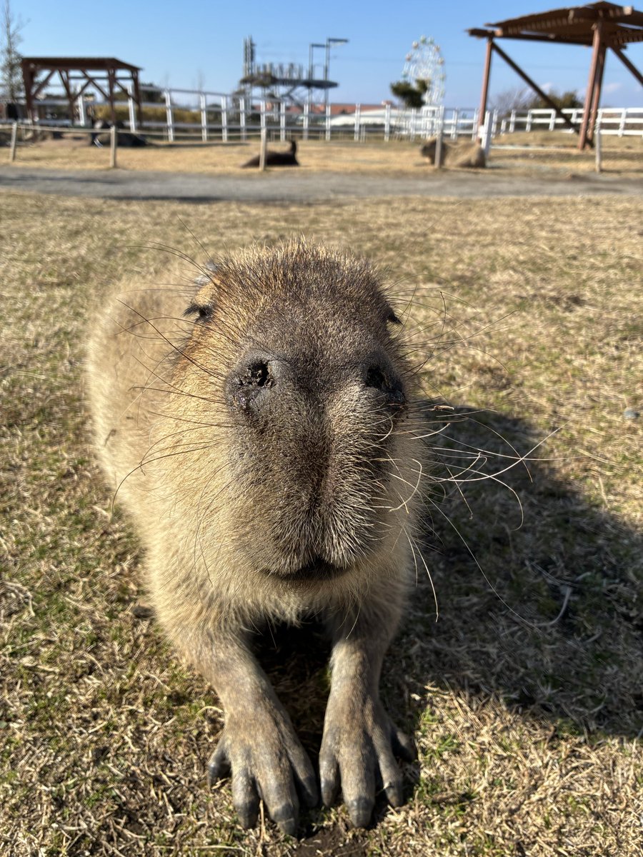 カピバラの僕(しもべ) tweet media