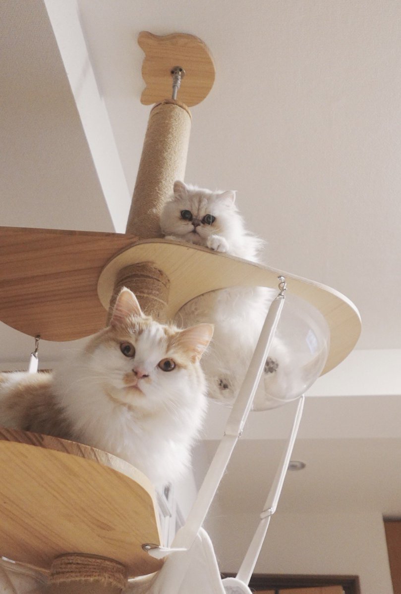 おちゃづけ tweet media