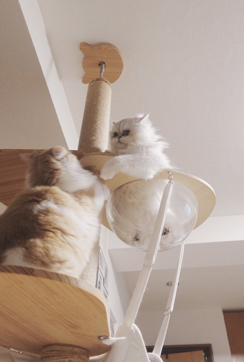 おちゃづけ tweet media