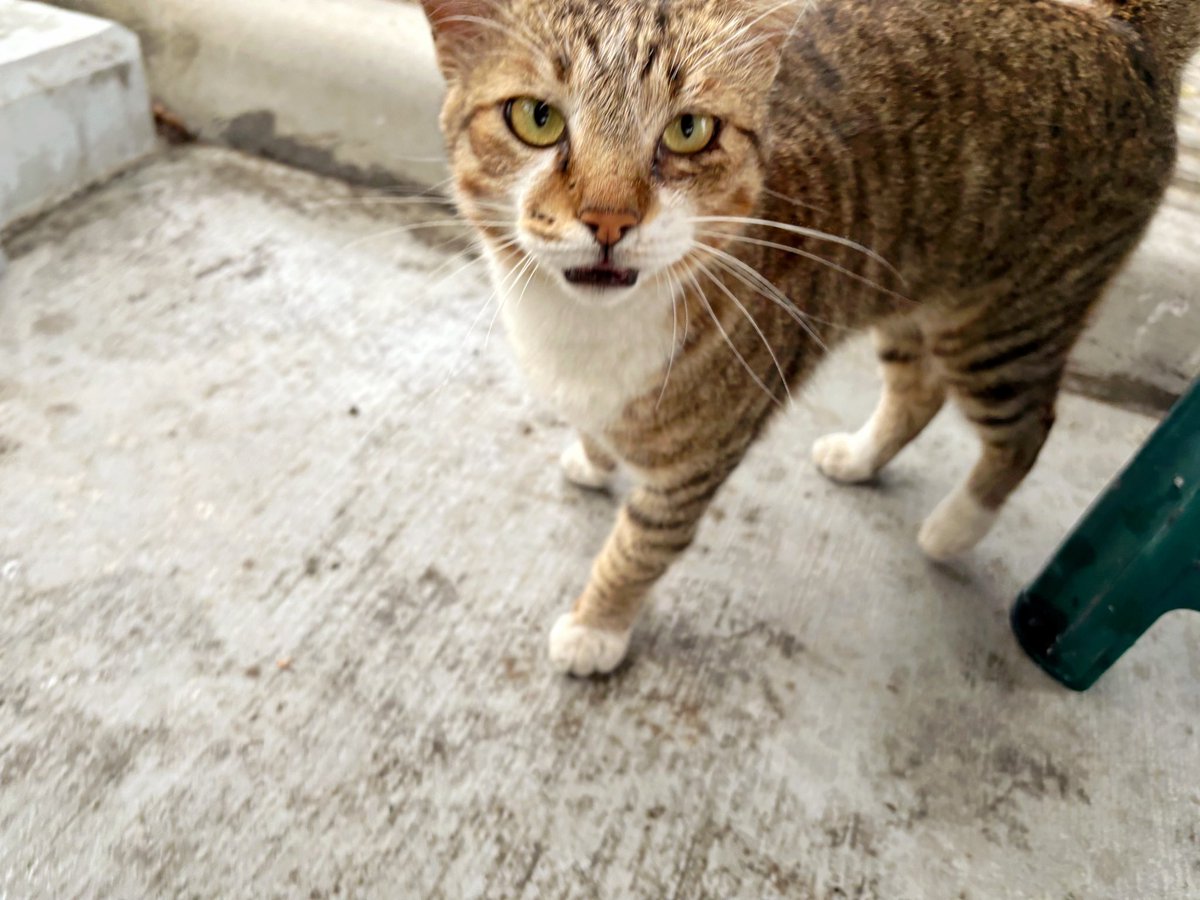 阿嬌的人類室友循環 tweet media