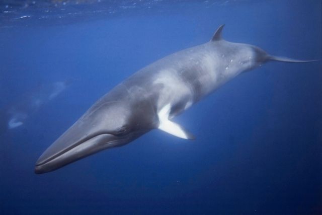 Oceaiii🐋🐬 tweet media