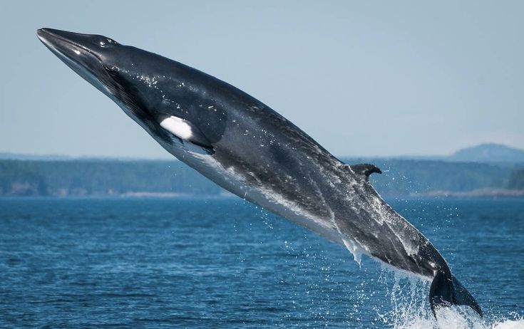 Oceaiii🐋🐬 tweet media