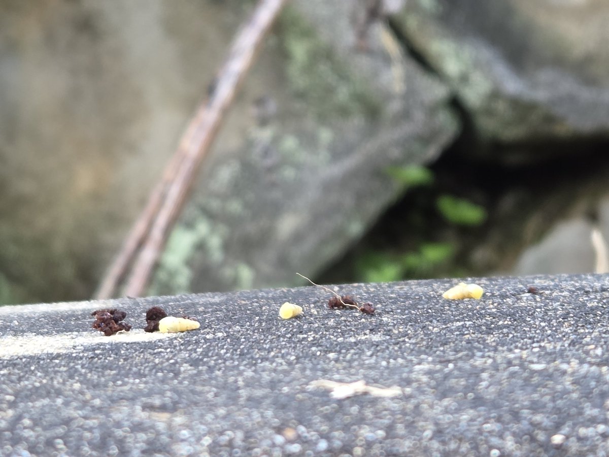 테풀잎 tweet media