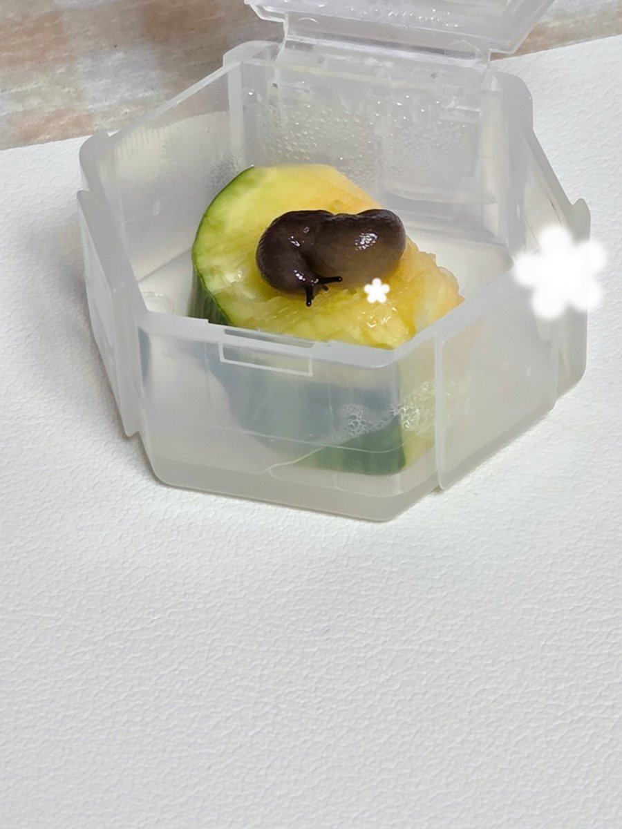 테풀잎 tweet media