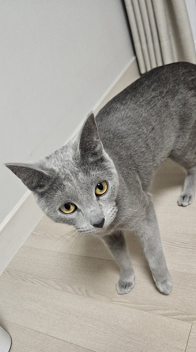 새우깡🇰🇷🕊 tweet media