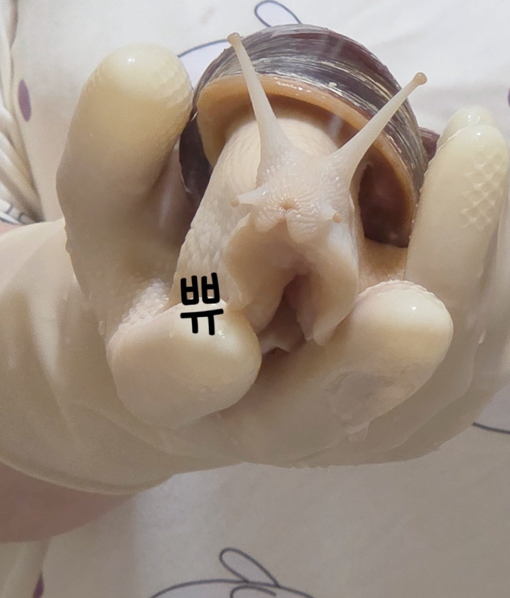 테풀잎 tweet media