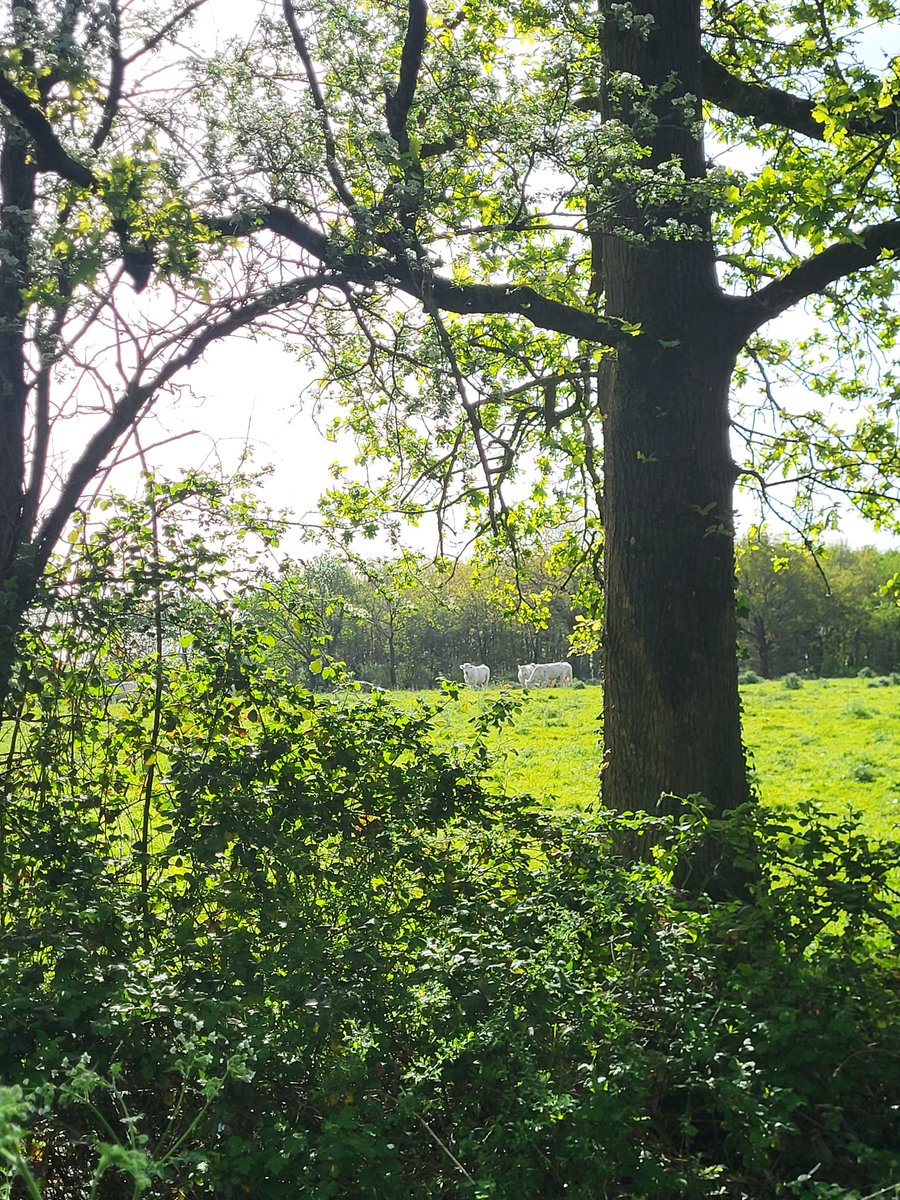 WilliamKissYou🐕💨 tweet media