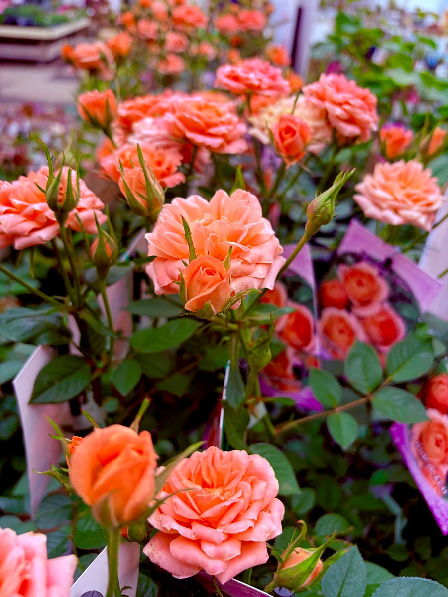 ガーデンセンター新田店】 バラの植フェスに向けて 開花の株も入荷が