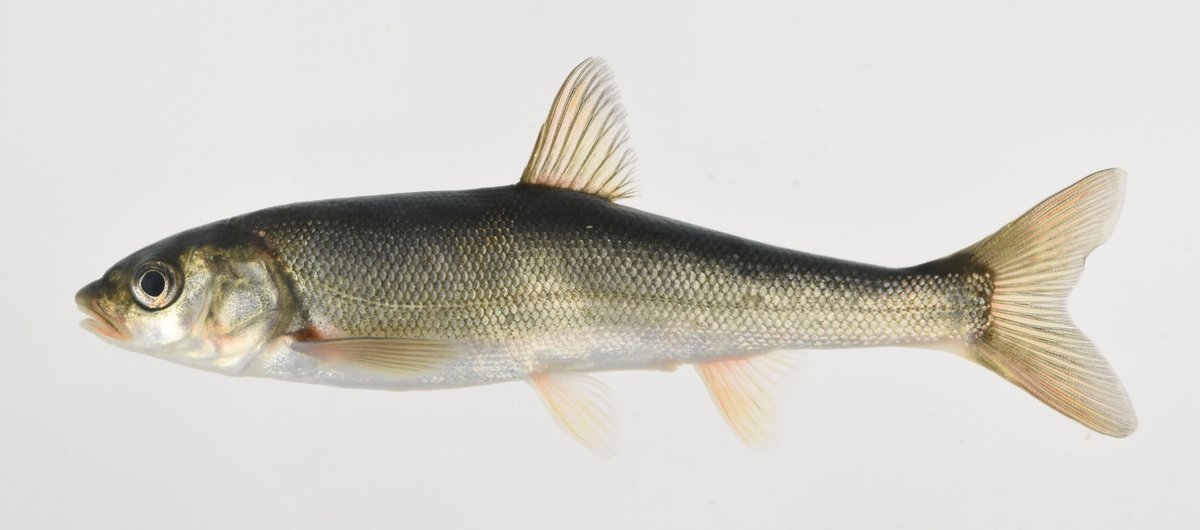 Shoko MATSUI tweet media