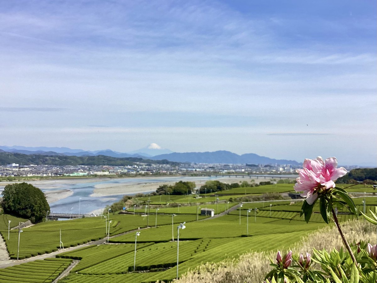 島田市【公式】 tweet media