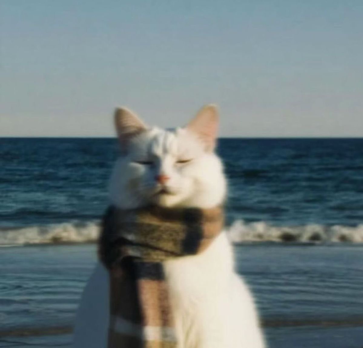 SHARKY | 💨 tweet media