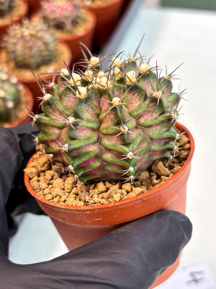 LvJungle's tweet photo. Unique beauty deserves a special place in your home! 🌵✨ 
Meet the Gymnocalycium T-Rex (gy10)

.
#gymnoflowers #gymnocalyciummania https://t.co/JZ0i50bwA3