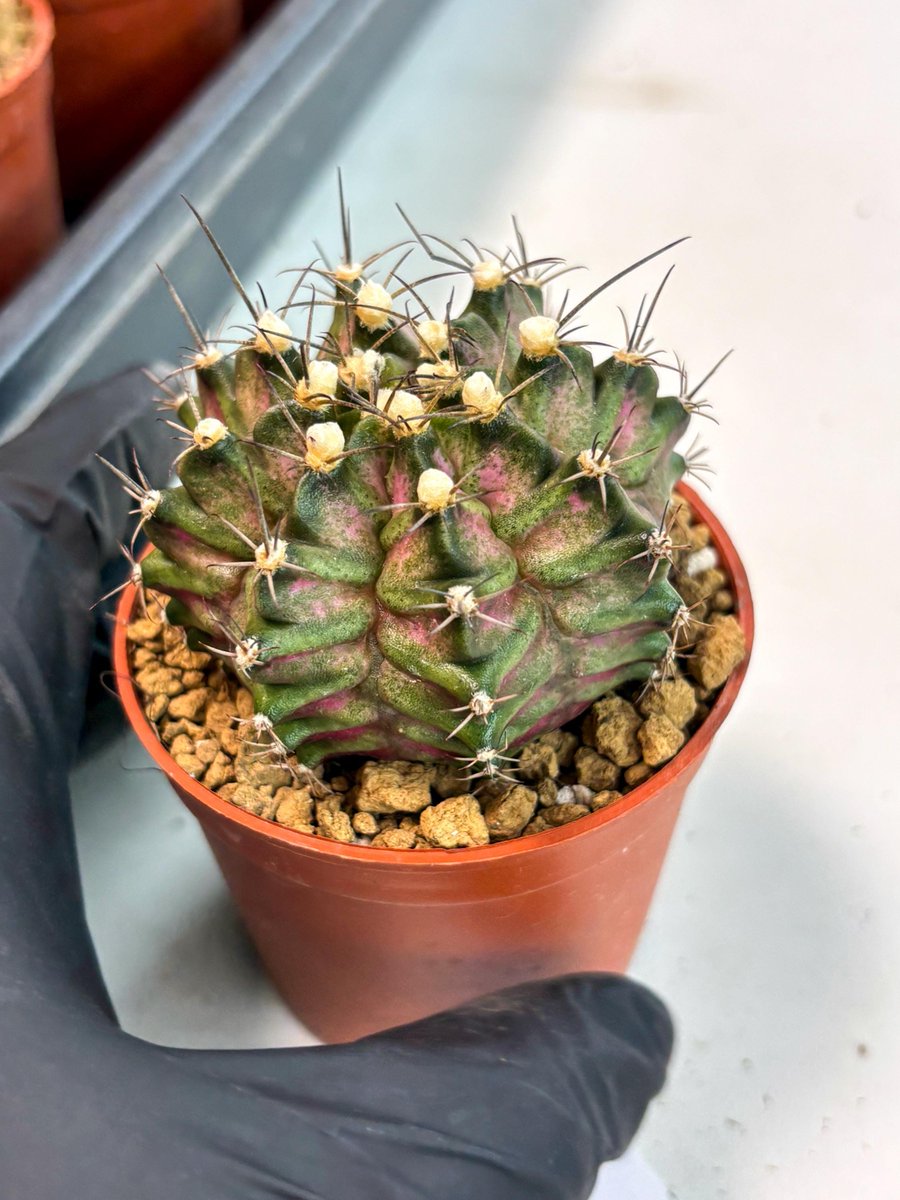 LvJungle's tweet photo. Unique beauty deserves a special place in your home! 🌵✨ 
Meet the Gymnocalycium T-Rex (gy10)

.
#gymnoflowers #gymnocalyciummania https://t.co/JZ0i50bwA3