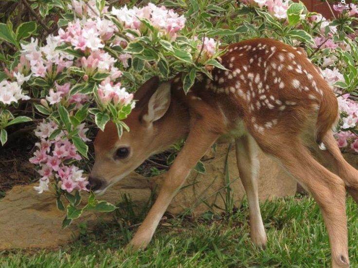 𝕽osie 𝕽ose ୨✿୧ tweet media