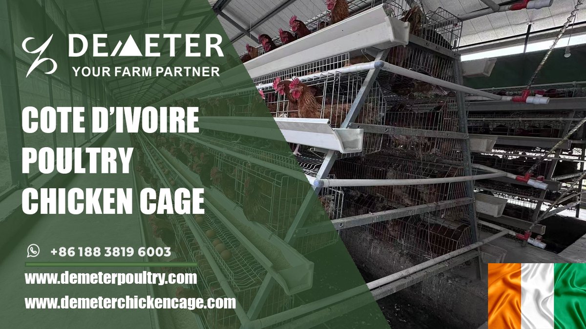 dmtchickencage's tweet image. Modern Layer Chicken Cages System for Commercial Poultry Farms in Abobo, Côte d'Ivoire
Location: Abobo, Côte d'Ivoire
Farm Situation: 20,000pcs layer chickens
Cage Type: A-type chicken cage system
Shed size: 98*12*3m
Life Span: 15-20 years
WhatsApp: +86 188 3819 6003
#Chickencage