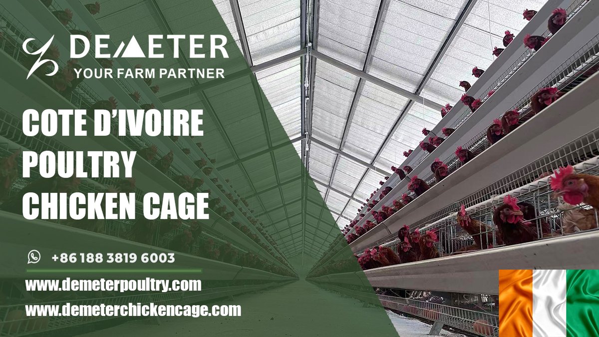 dmtchickencage's tweet image. Modern Layer Chicken Cages System for Commercial Poultry Farms in Abobo, Côte d'Ivoire
Location: Abobo, Côte d'Ivoire
Farm Situation: 20,000pcs layer chickens
Cage Type: A-type chicken cage system
Shed size: 98*12*3m
Life Span: 15-20 years
WhatsApp: +86 188 3819 6003
#Chickencage
