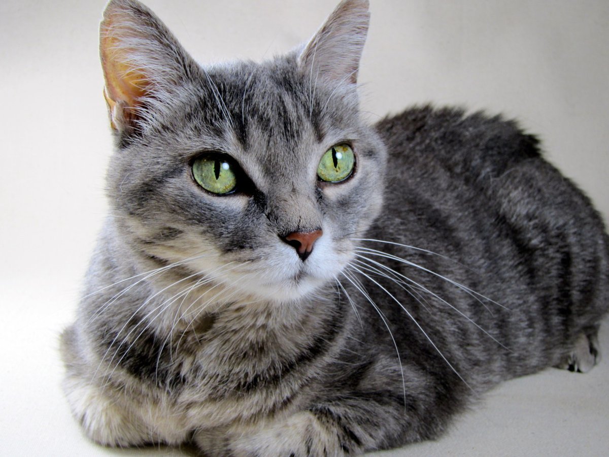 CornGuo 🐕🐈 tweet media